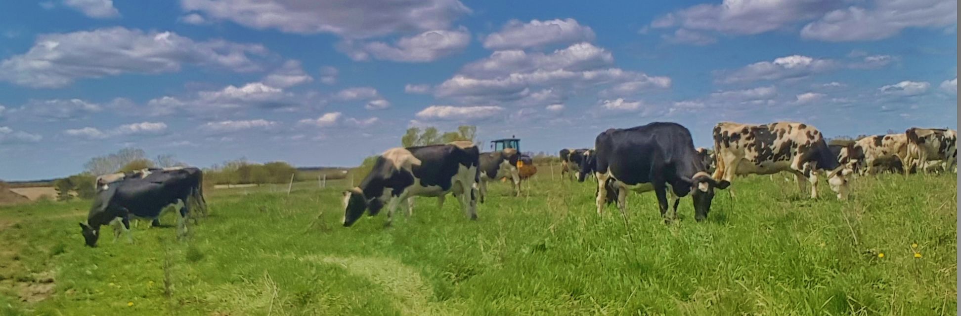 Cows graze in field May 13 -- first graze